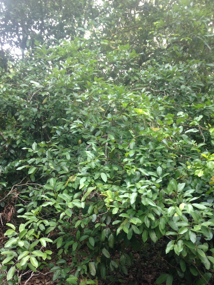 Cryptocarya cunninghamii