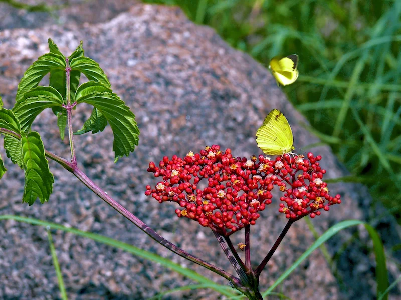 Leea rubra with butterflies Ian Morris.jpeg