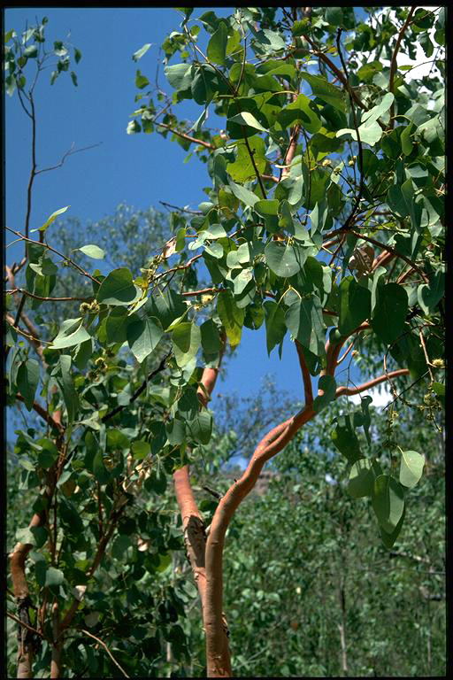 Eucalyptus bigalerita Greig, D. ANBG.jpg
