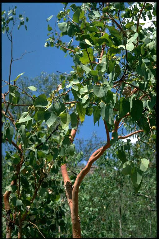 Eucalyptus bigalerita
