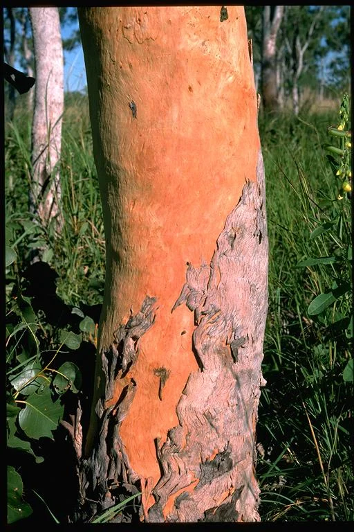 Brooker &amp; Kleinig. ANBG