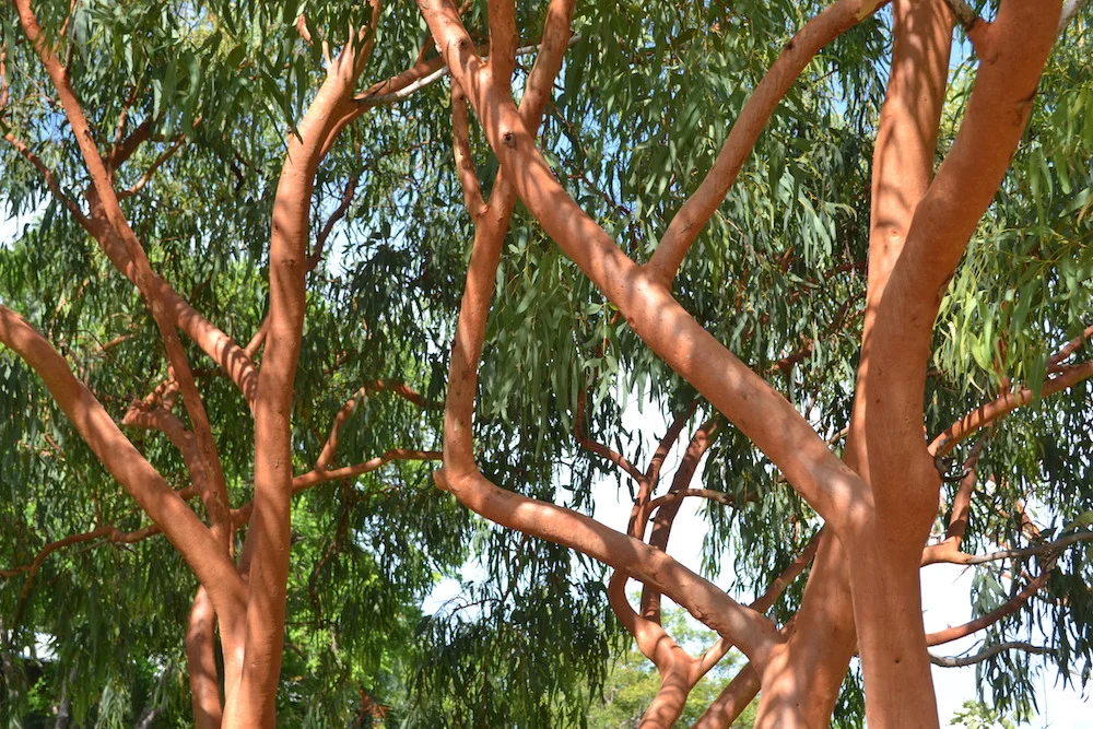 Eucalyptus herbertiana.JPG