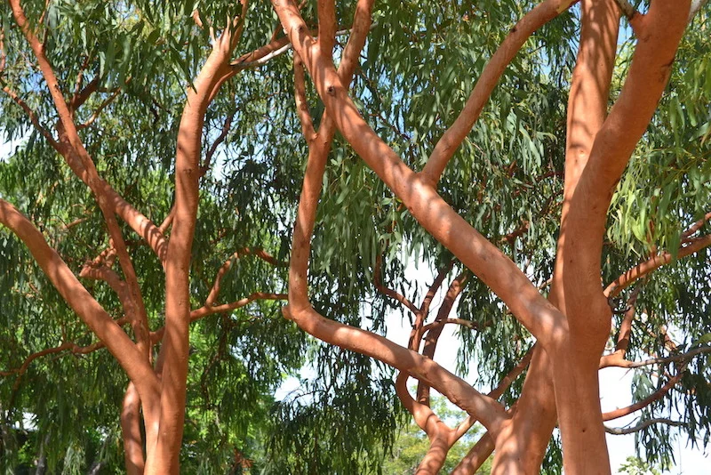 Eucalyptus herbertiana