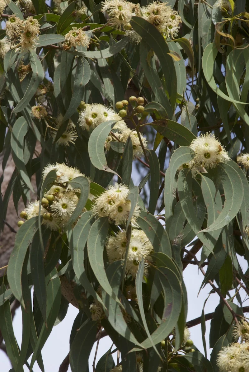 Eucalyptus tetrodonta (Stringybark) — Territory Native Plants