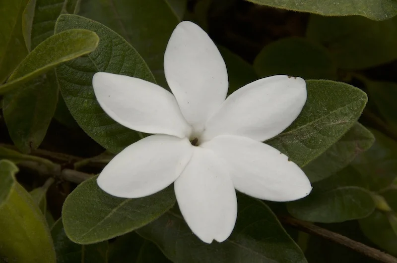 Gardenia psidioides