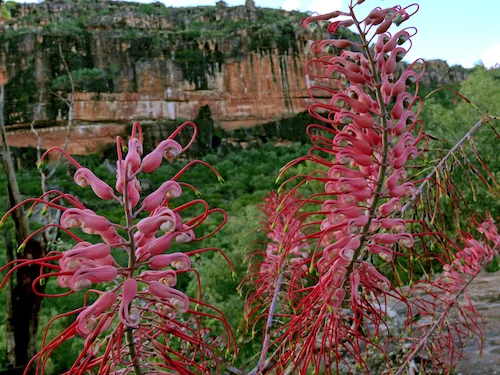 Grevillea dryandri Ian Morris (1).jpg