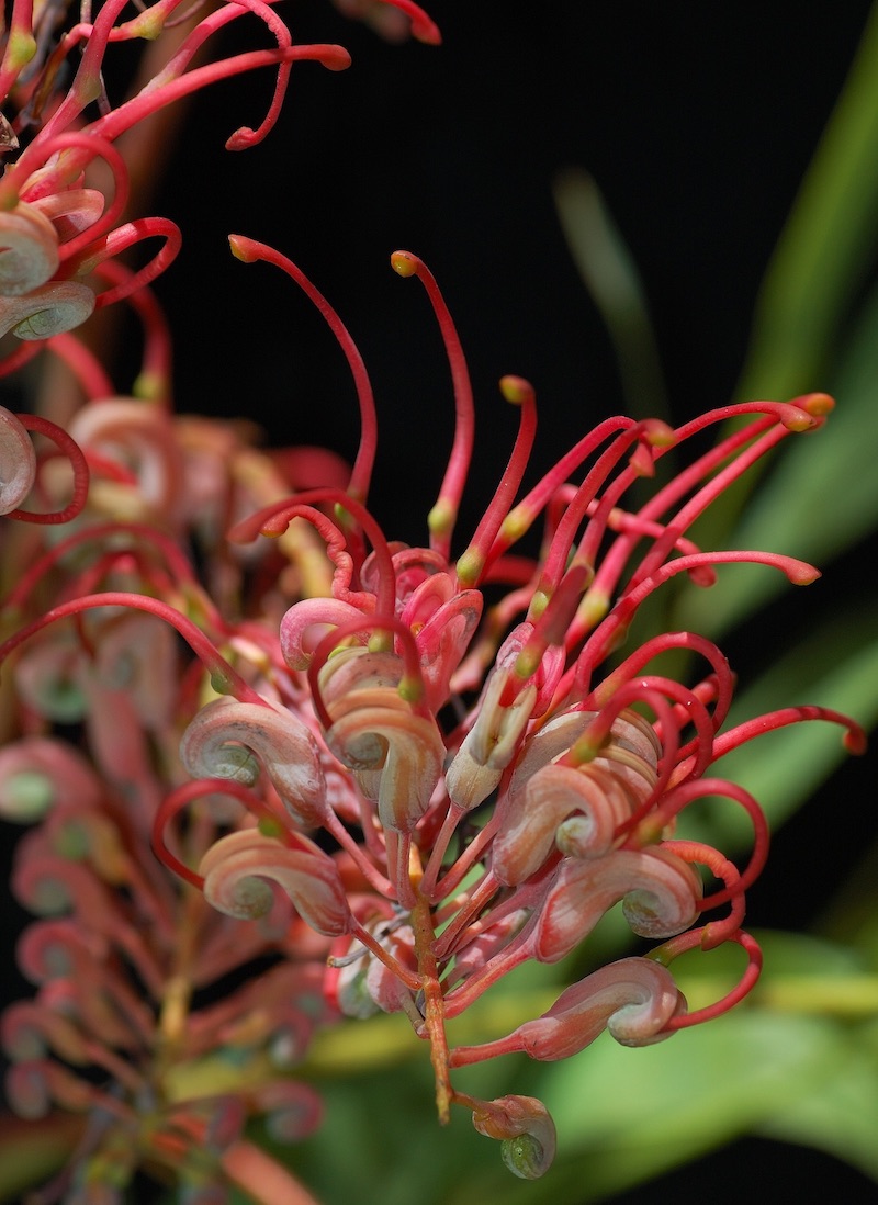 Grevillea heliosperma
