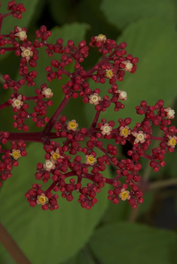 Leea Rubra Red Rubra Territory Native Plants leea-rubra-red-rubra-territory-native-plants