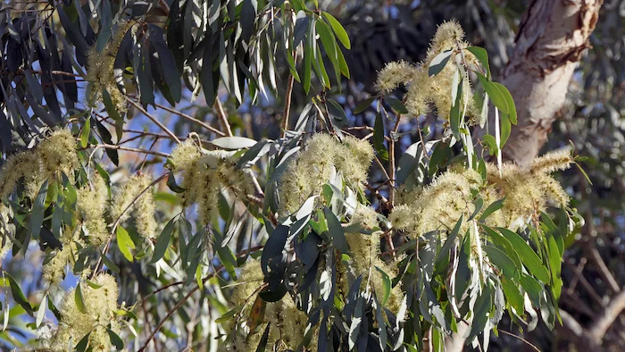 1 Melaleuca argentea Ian Morris.jpg