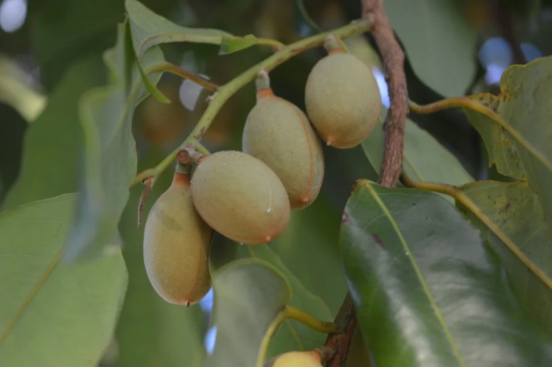 Myristica insipida (Wild Nutmeg) — Territory Native Plants