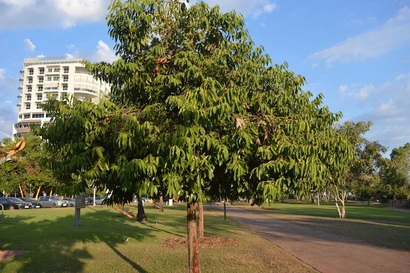 Myristica insipida (Wild Nutmeg) — Territory Native Plants