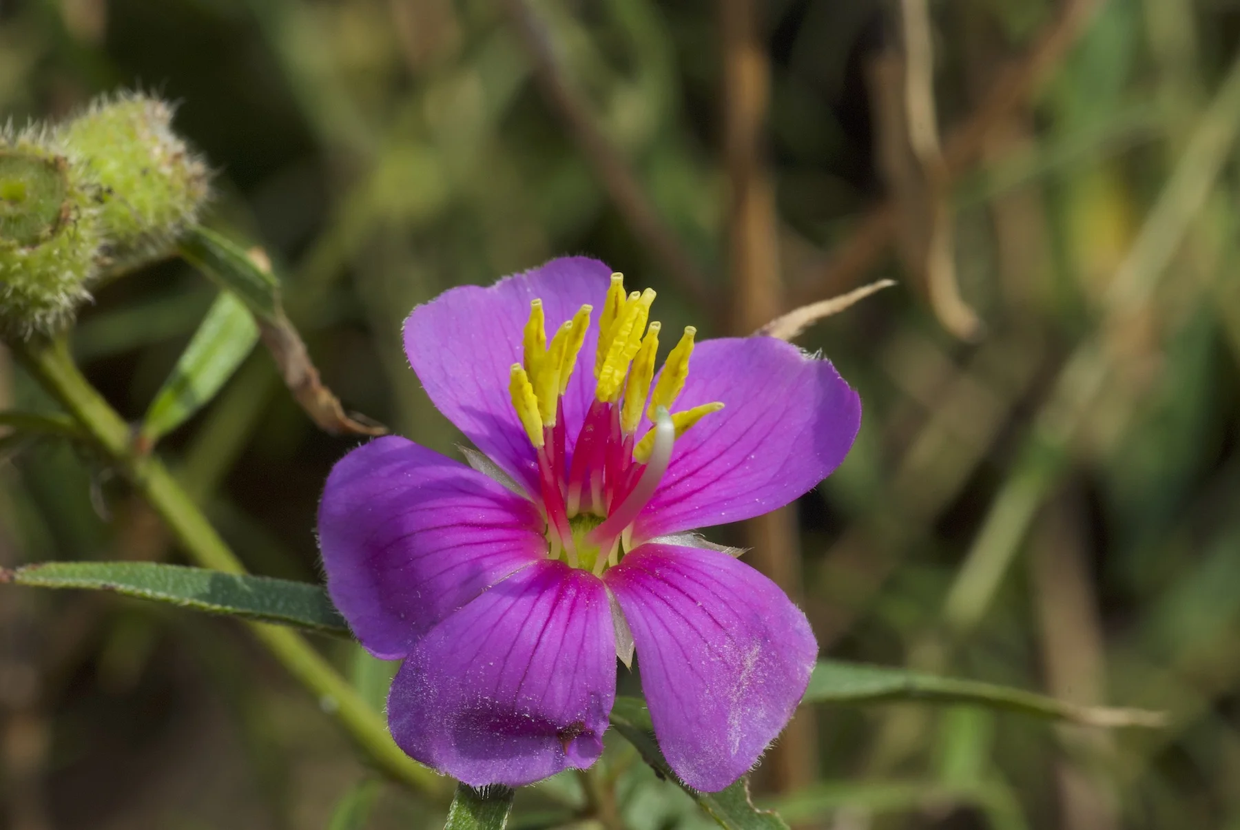 1 Osbeckia australiana Nicholas Smith.jpg