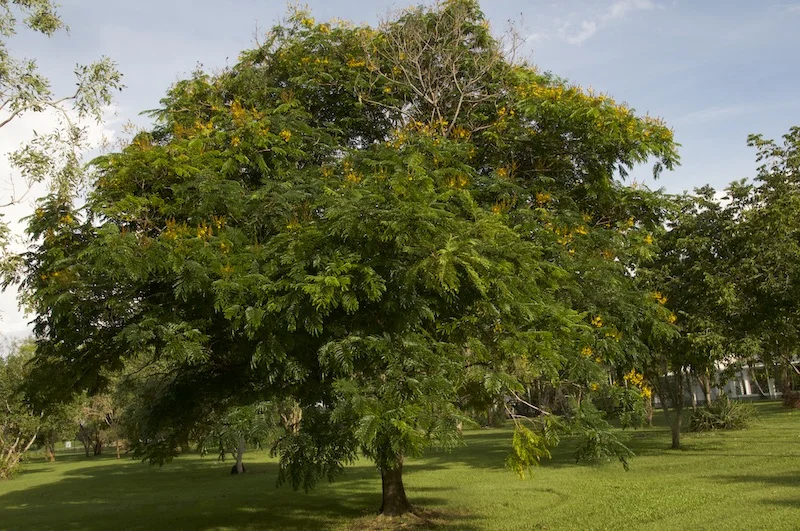 Peltophorum pterocarpum (Yellow Flame Tree) — Territory Native Plants