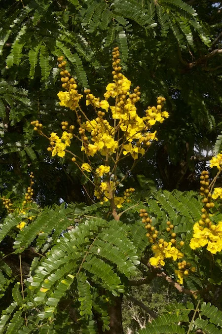 Peltophorum pterocarpum (Yellow Flame Tree) — Territory Native Plants