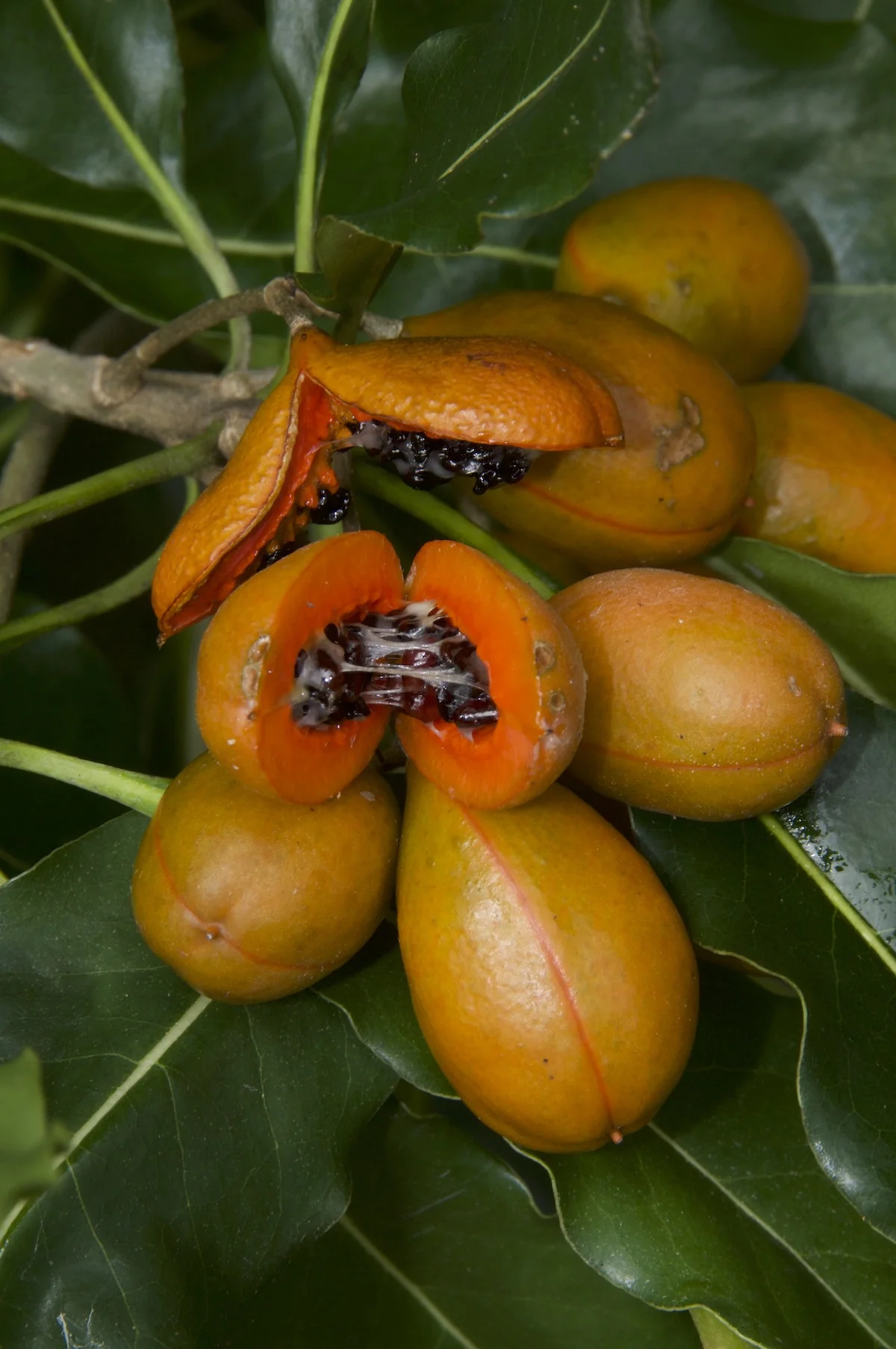 Pittosporum moluccanum