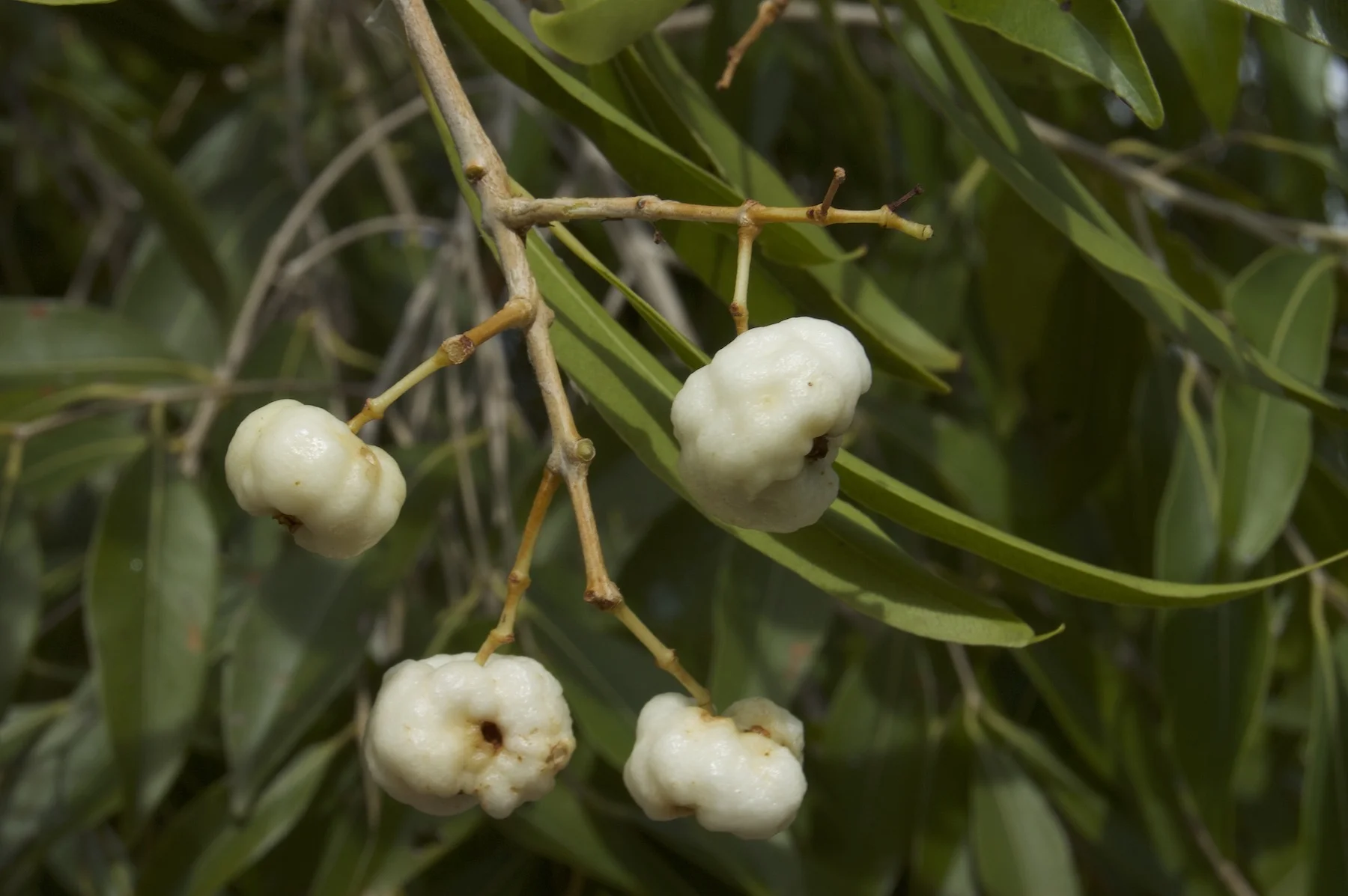 Syzygium armstrongii