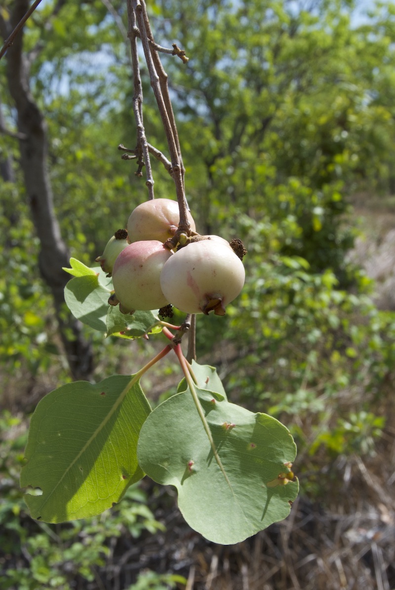 Syzygium eucalyptoides