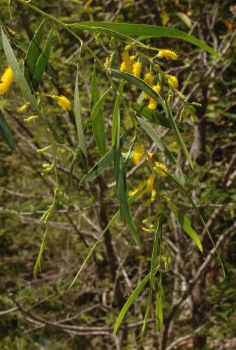 1 Acacia hammondii2 NT Goverment.jpg