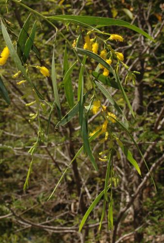 1 Acacia hammondii2 NT Goverment.jpg