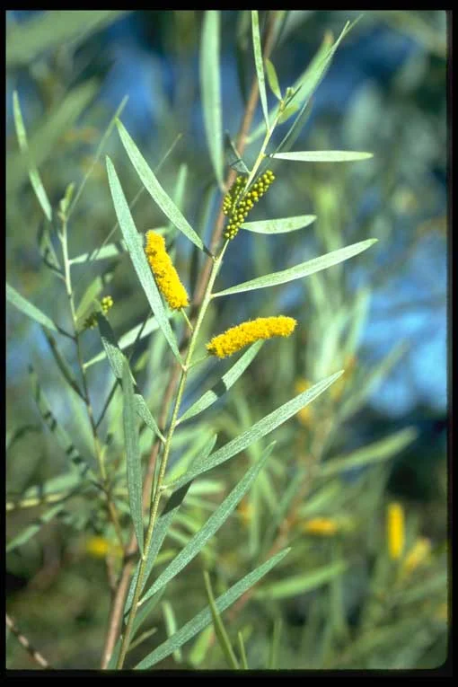 Acacia hammondii 