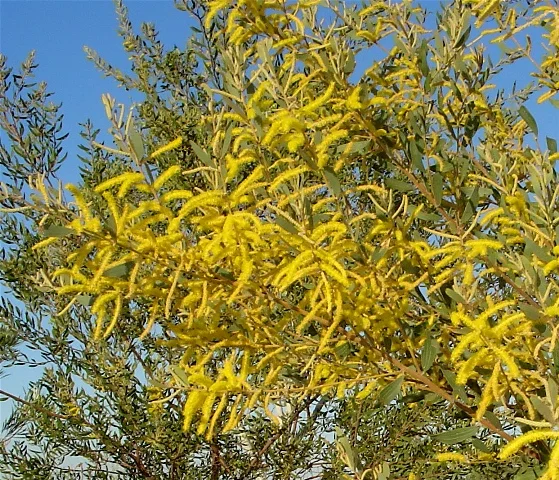 Acacia stigmatophylla
