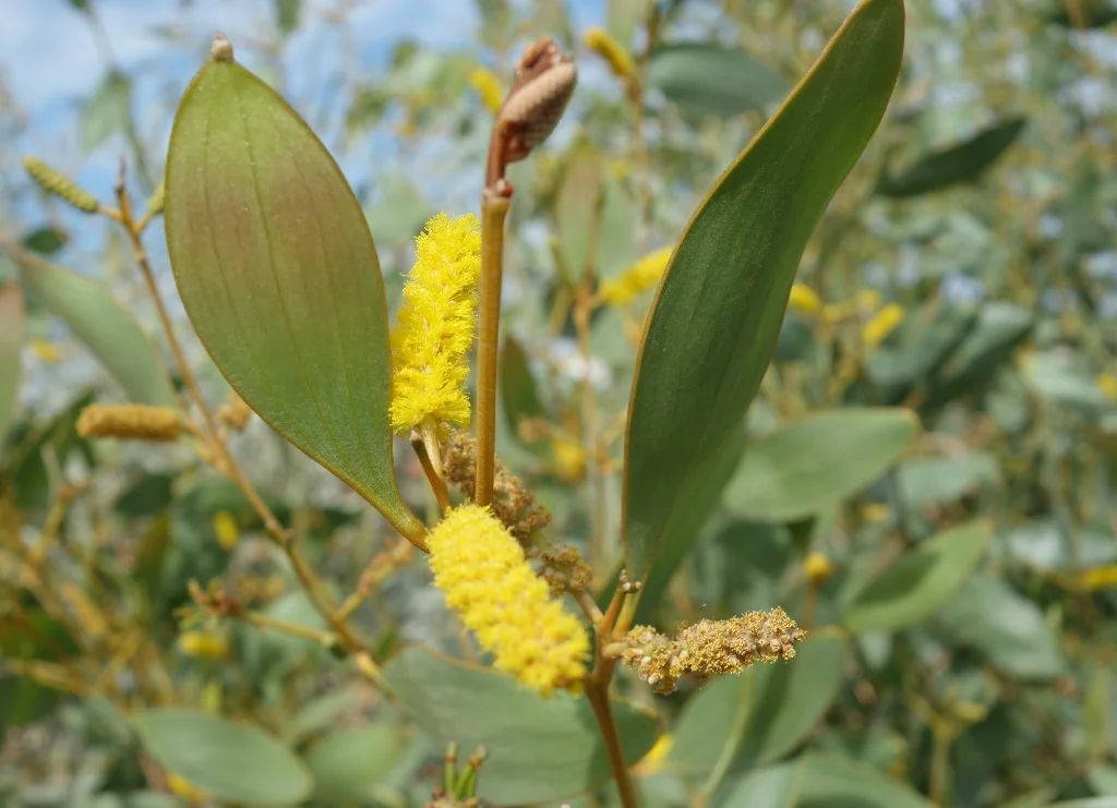 Acacia umbellata