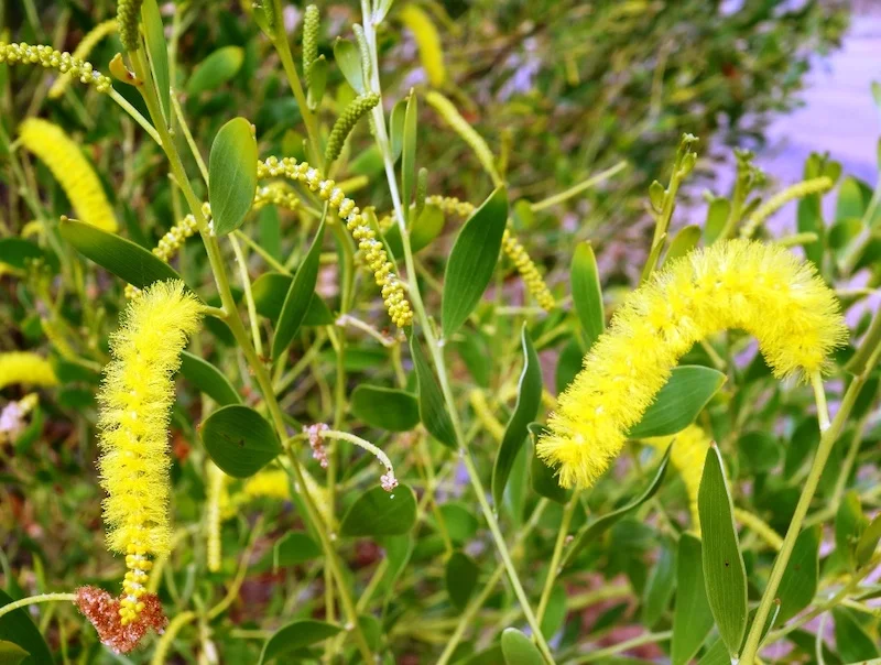 Acacia wickhamii