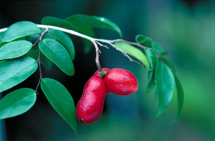 Meiogyne cylindrocarpa