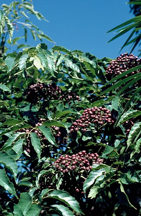 Leea novoguineensis Fagg,M. ANBG.jpg