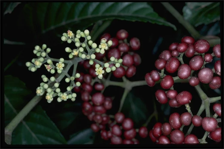 Leea novoguineensis