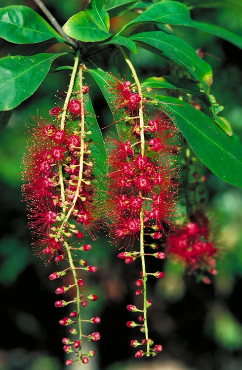 1 Barringtonia acutangula CANBR.jpg