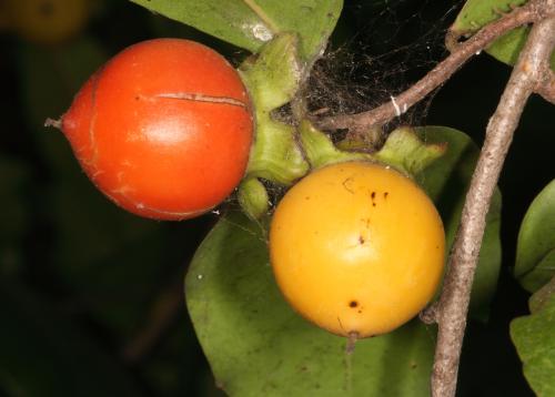Diospyros calycantha 