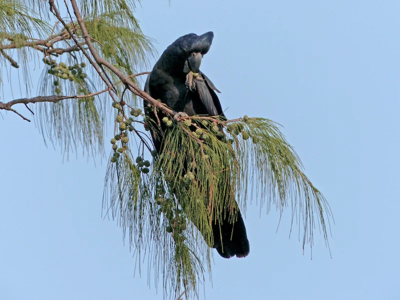 Casuarina equisetifolia with Black Cockatoo Ian Morris.jpeg