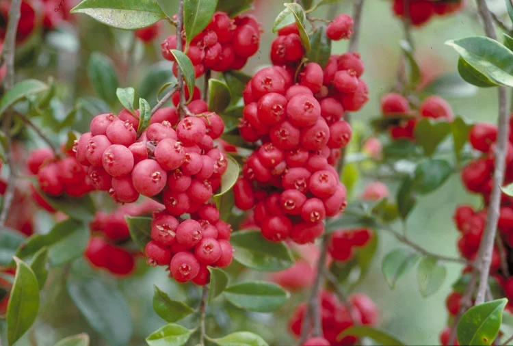 Syzygium fibrosum ANBG.jpeg