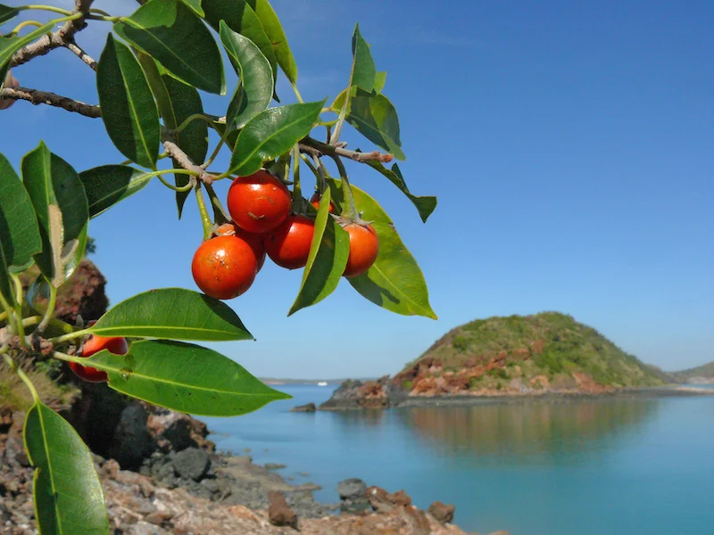 1 Mimusops elengi Ian Morris.jpg