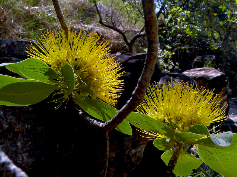 Xanthostemon paradoxus Ian Morris (1).jpg
