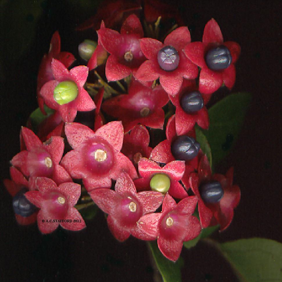 Territory Native Plants