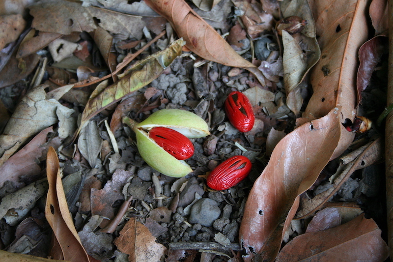 Myristica insipida (Wild Nutmeg) — Territory Native Plants