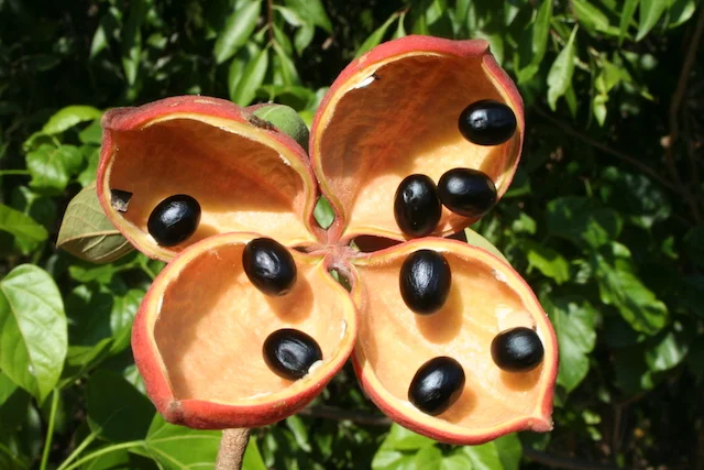 Sterculia quadrifida (Native Peanut) — Territory Native Plants