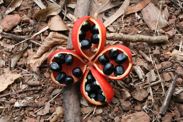 Sterculia quadrifida (Native Peanut) — Territory Native Plants