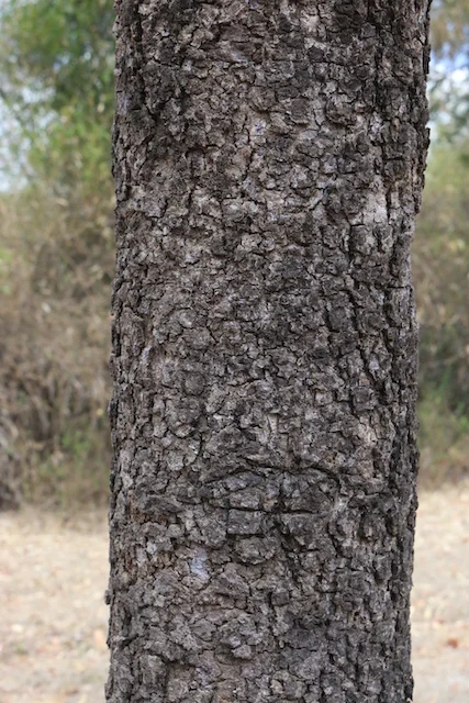 Timonius timon (Tim-Tim) — Territory Native Plants