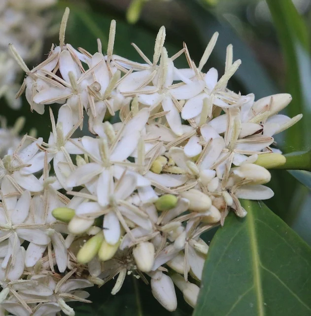Aidia racemosa (Archer Cherry) — Territory Native Plants