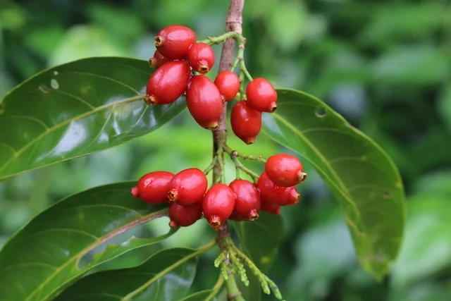Aidia racemosa (Archer Cherry) — Territory Native Plants