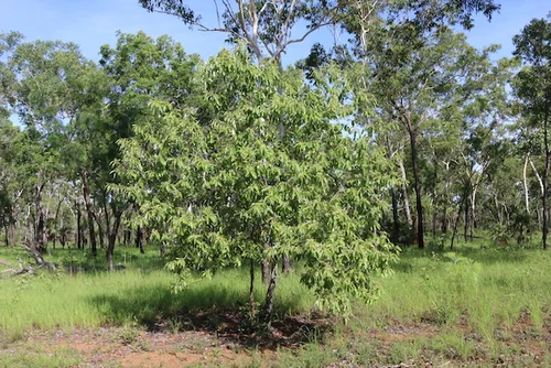 Alphitonia excelsa (Soap Tree/Red Ash) — Territory Native Plants