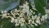 Alphitonia excelsa (Soap Tree/Red Ash) — Territory Native Plants