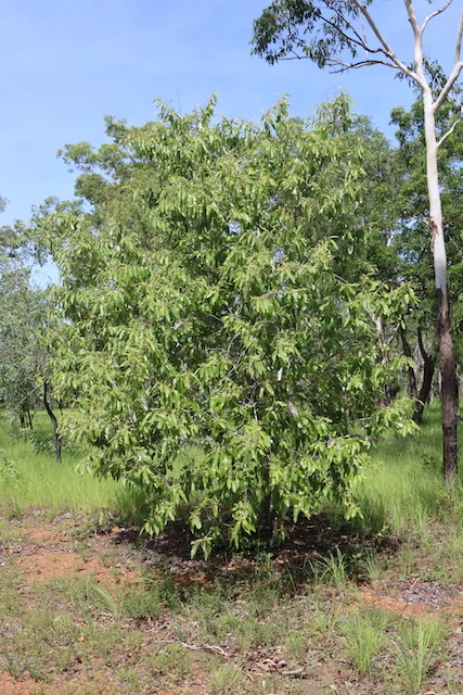 Alphitonia excelsa (Soap Tree/Red Ash) — Territory Native Plants