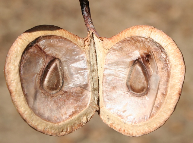 Grevillea heliosperma seeds 4.jpg