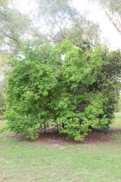 Celtis philippensis (Forest Understory) — Territory Native Plants