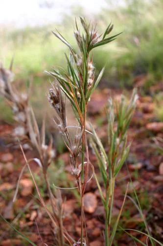 Cymbopogon bombycinus 