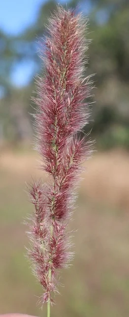 Ectrosia leporina